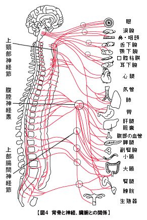 脊髄神経