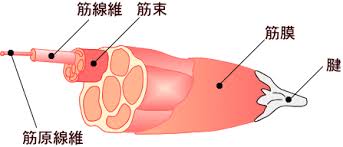 筋肉　繊維