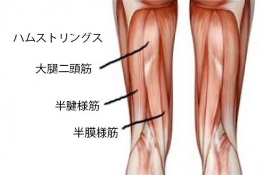 ハムストリング ふくらはぎの肉離れ 山形 寒河江市 整体 マッサージ師も通う 藤田接骨院