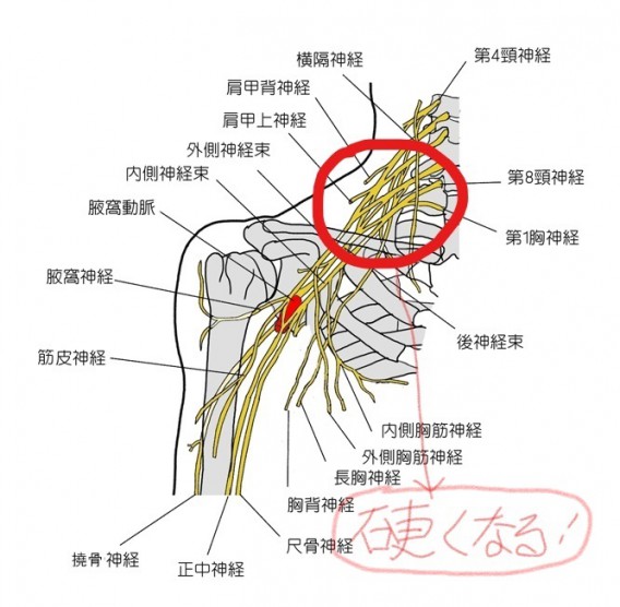 頸肩腕症候群_LI (3)