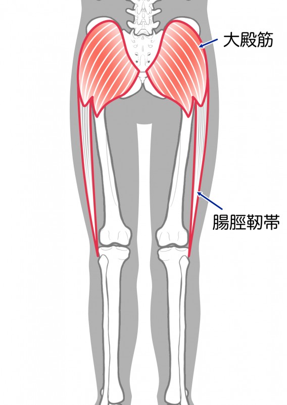 腸脛靭帯3